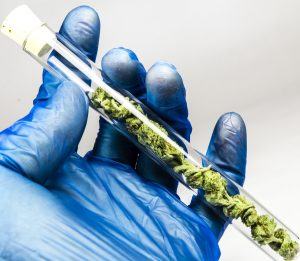 Cannabis Testing Lab - Test Tube