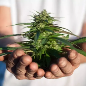 Cannabis Bud in Hands