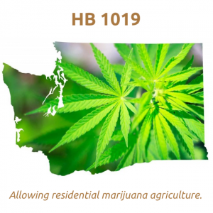 Washington State - Cannabis - HB 1019