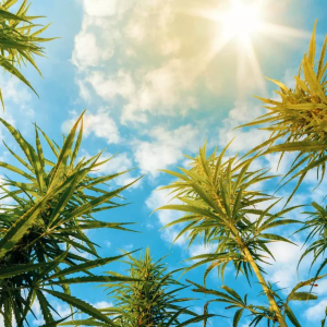 Cannabis in High Sun