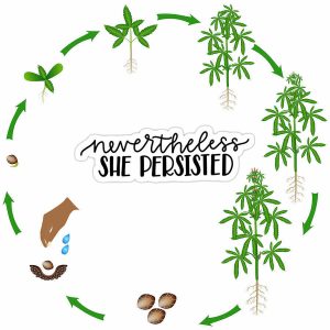 Cannabis Life Cycle - Nevertheless She Persisted