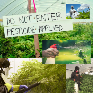 Cannabis - Pesticide Application