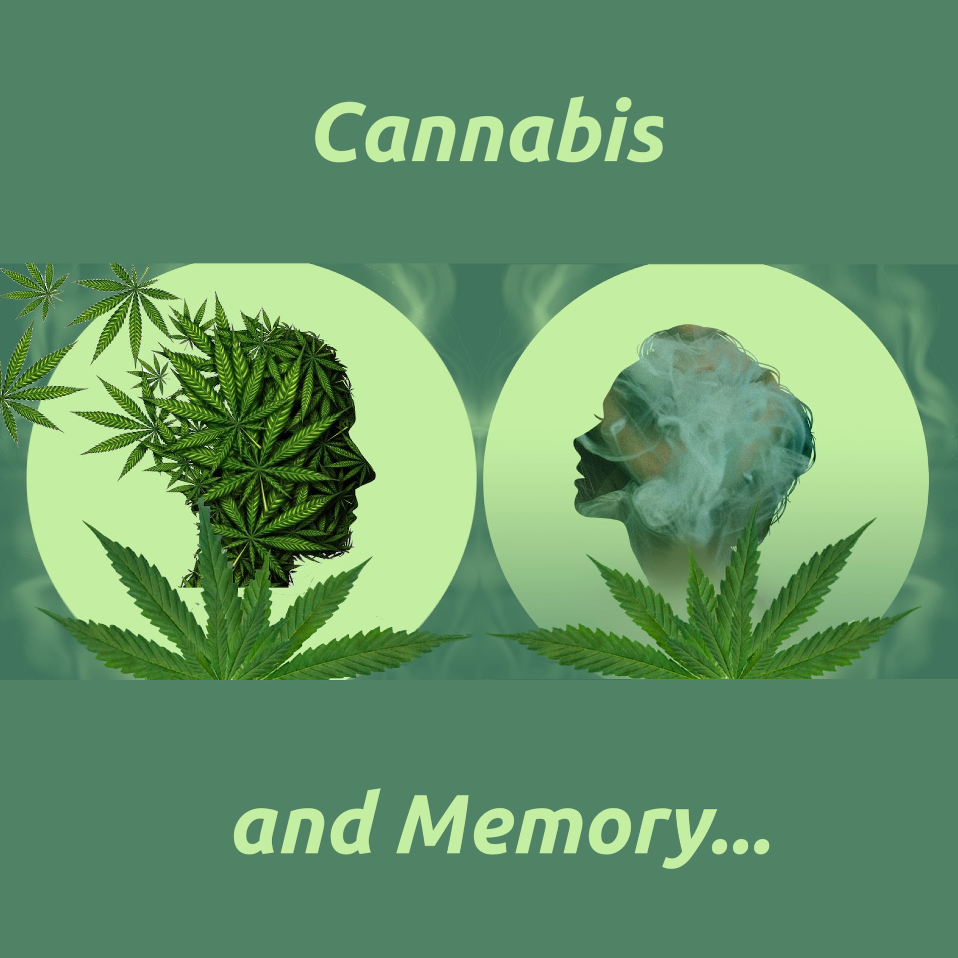 Maximize Cannabis Potency Testing: Our THC & CBD Kit