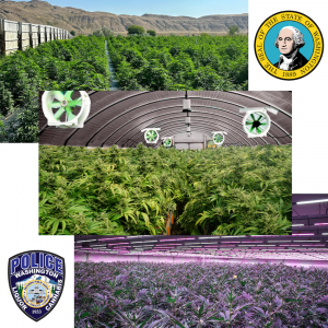 Washington State - Cannabis Production Techniques