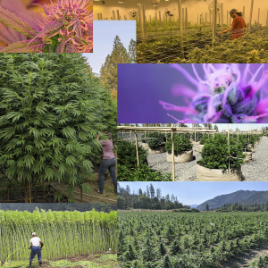 Diversity of Cannabis sativa L.